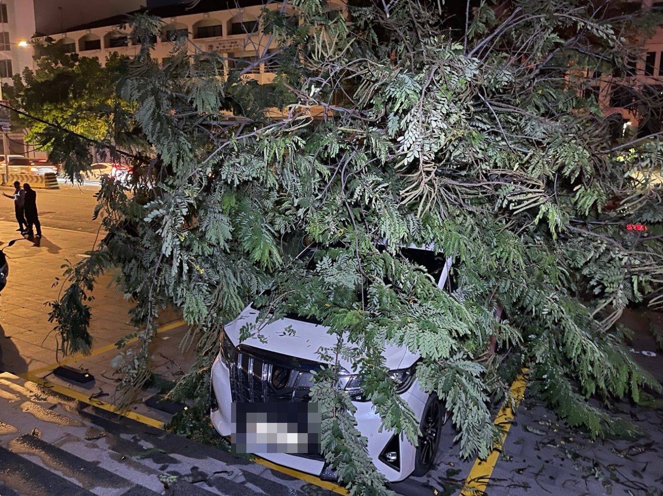 狂风暴雨夜袭金边致多处树木电杆倒塌 3辆汽车受损