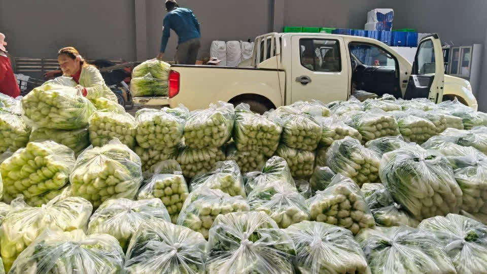 柬埔寨农业部收购超8吨本地蔬菜支援边境前线部队