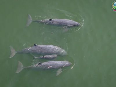 柬埔寨迎来今年第6头新生湄公河江豚