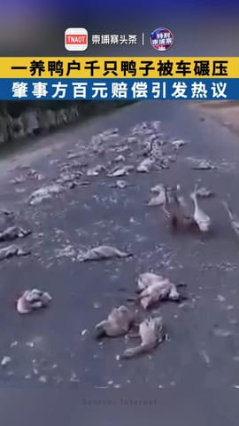 一养鸭户千只鸭子被车碾压 肇事方百元赔偿引发热议