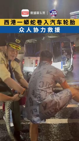 西港一蟒蛇卷入汽车轮胎 众人协力救援
