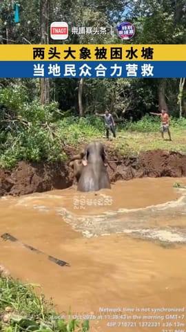 两头大象被困水塘 当地民众合力营救
