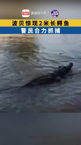 波贝惊现鳄鱼 警民合力抓捕