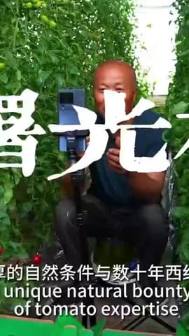 透过小村看中国：小番茄大产业——中国吉林舒兰曙光村
