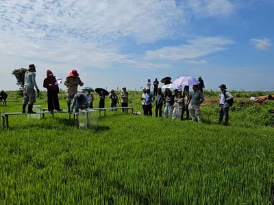 柬埔寨通过水稻排放研究计划推进甲烷减排工作