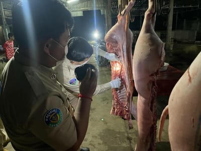 柬埔寨畜牧业协会支持当局严厉打击非法活猪进口