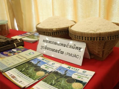 两家公司签约订购柏威夏省约5.5万吨有机稻米和木薯