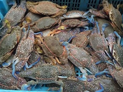 商业部拟将“白马蓝花蟹”注册为地理标志产品！
