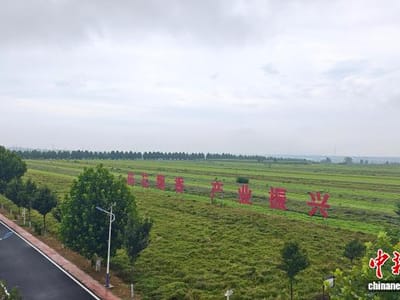 （走进中国乡村）一株远志的“逆袭”：中国小镇如何做成15亿元大产业
