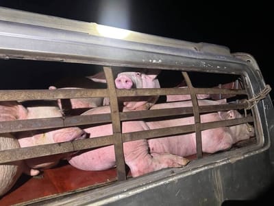 企图走私24头越南活猪至金边 一面包车被柴桢省当局连夜查扣