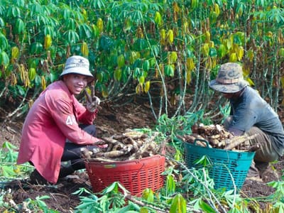 磅通省唐科县加强木薯收成监管，严防中间商压价