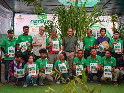柬埔寨环保部计划在菩萨省推广种植巨型王草