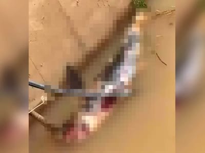 干拉省发现一头江豚死亡 疑因被渔具缠绕所致