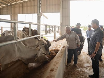 马德望省省长视察肉牛养殖场，推动畜牧业发展