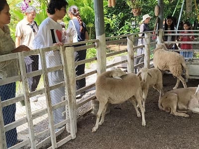 从荒地到生态旅游热点：柬埔寨苏卡拉威村的华丽蜕变