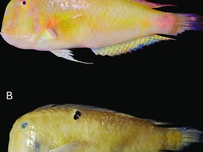 柬埔寨海域内首次发现一种新鱼种！