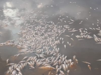 持续高温致暹粒一保护区超2吨鱼类集体死亡
