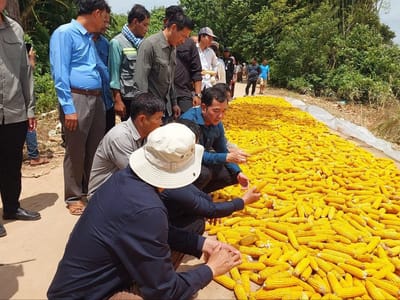 柬埔寨磅湛省长视察洪灾受损农作物