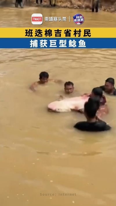 班迭棉吉省村民 捕获巨型鲶鱼