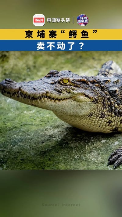 柬埔寨“鳄鱼”卖不动了？