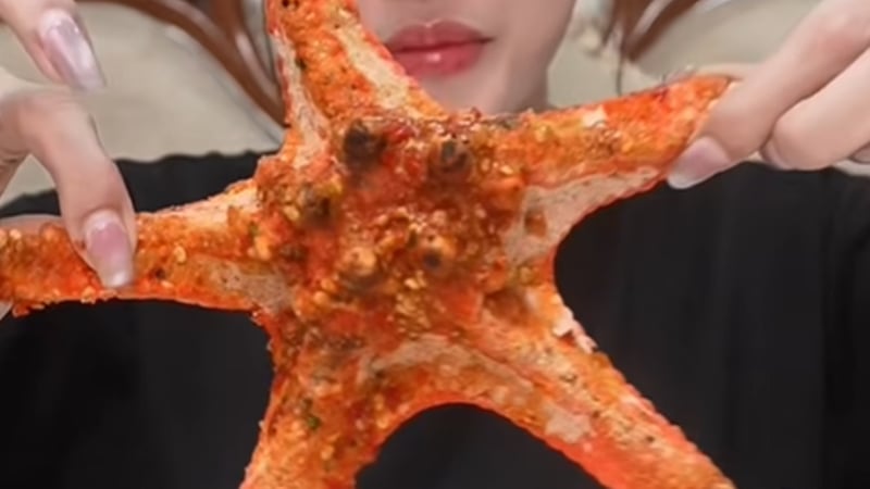 柬埔寨网红食用海星引争议，网友呼吁农业部介入