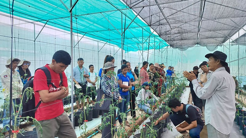联合国粮农组织：呼吁加强技术投资以应对柬埔寨气候风险