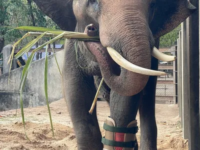 柬埔寨国母御赐资金 达茂山断肢大象成功更换新义肢