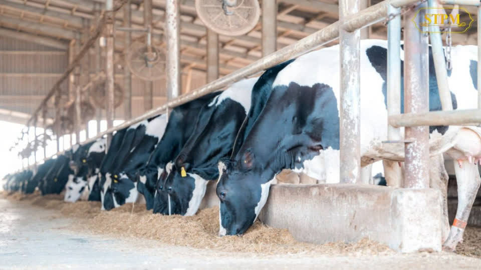 越南拟在柬埔寨实居省投资奶牛养殖项目